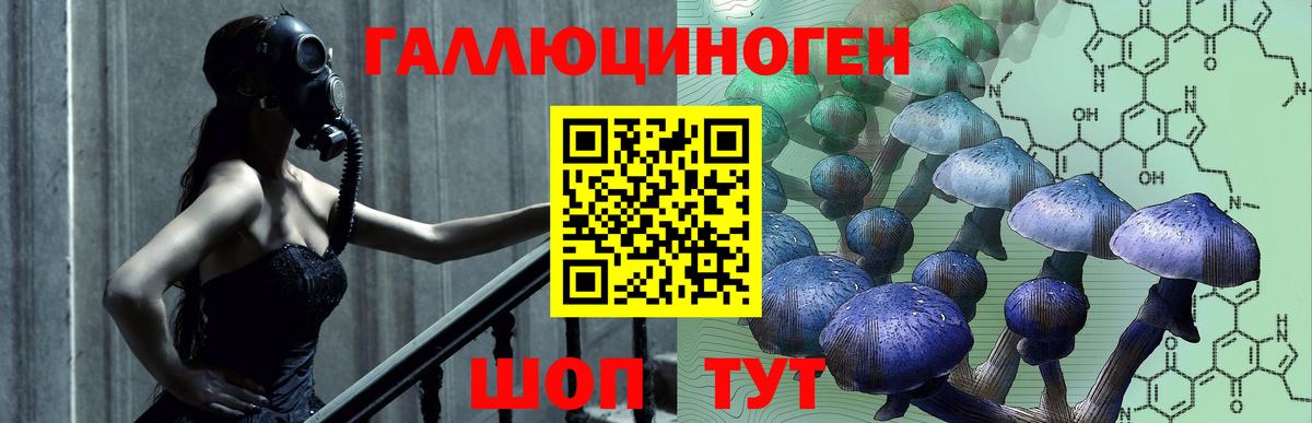 Галлюциногенные грибы Psilocybine cubensis Нальчик